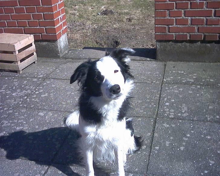 Border collie Xena - Får jeg snart den delle eller hva´??? billede 8