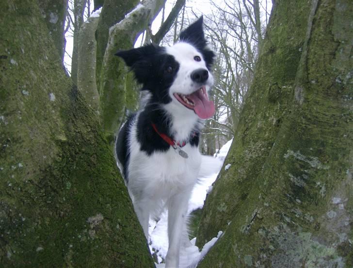 Border collie Xena - Hmmmm - mon jeg kan komme helt op til toppen...?? billede 9