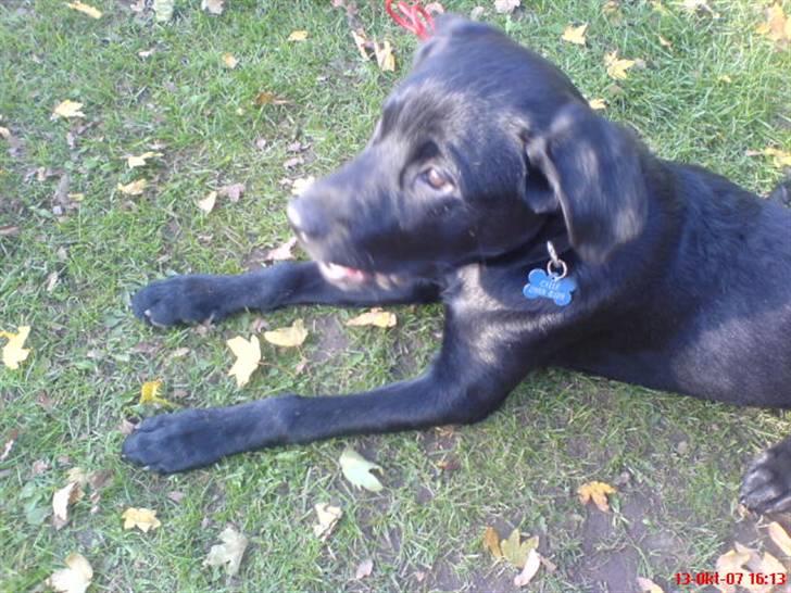 Blanding af racer Labrador/Rottweiler Calle billede 9