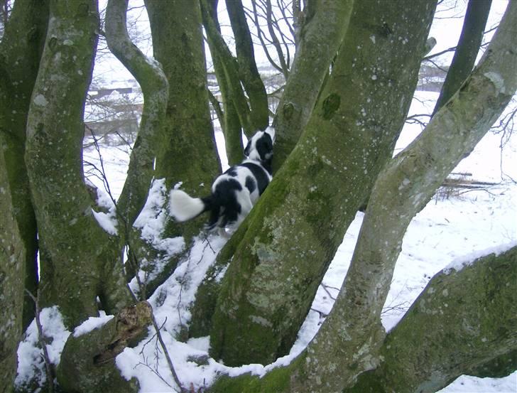 Border collie Xena - ...hvis nu jeg bare liiiige kan..... Phuu... ikke nemt at være et egern fanget i en hunds krop.... billede 10