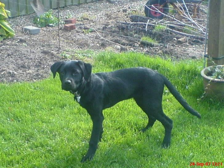 Blanding af racer Labrador/Rottweiler Calle billede 10