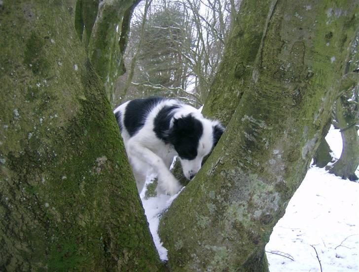 Border collie Xena - Det skal da klart prøves...!!! billede 11