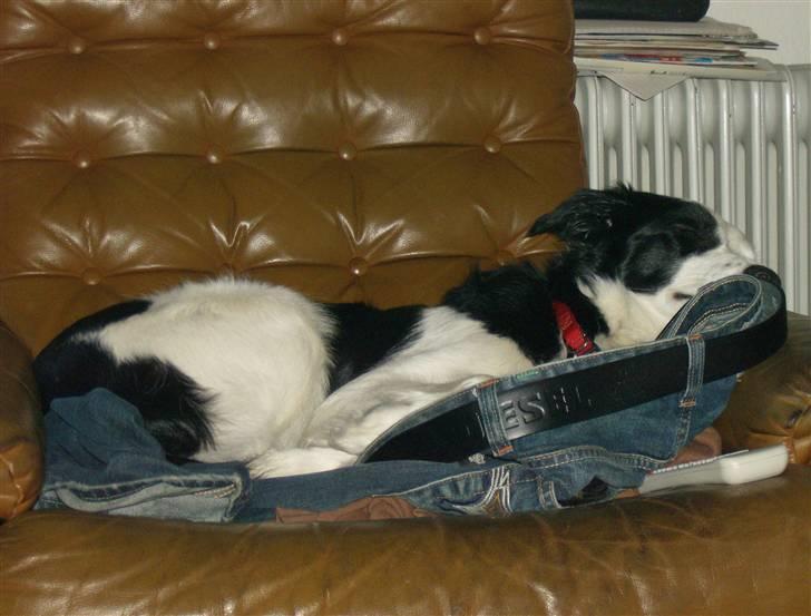 Border collie Xena - Ja oki - jeg måtte gi op til sidst... Man blir så træt af at klatre i træer. ;o)) billede 12