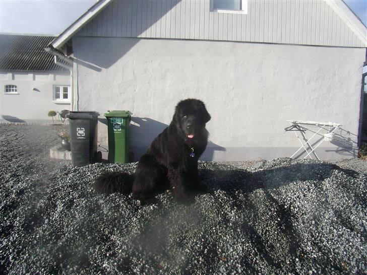 Newfoundlænder Buffas billede 14