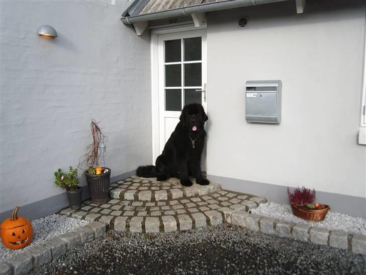 Newfoundlænder Buffas billede 15