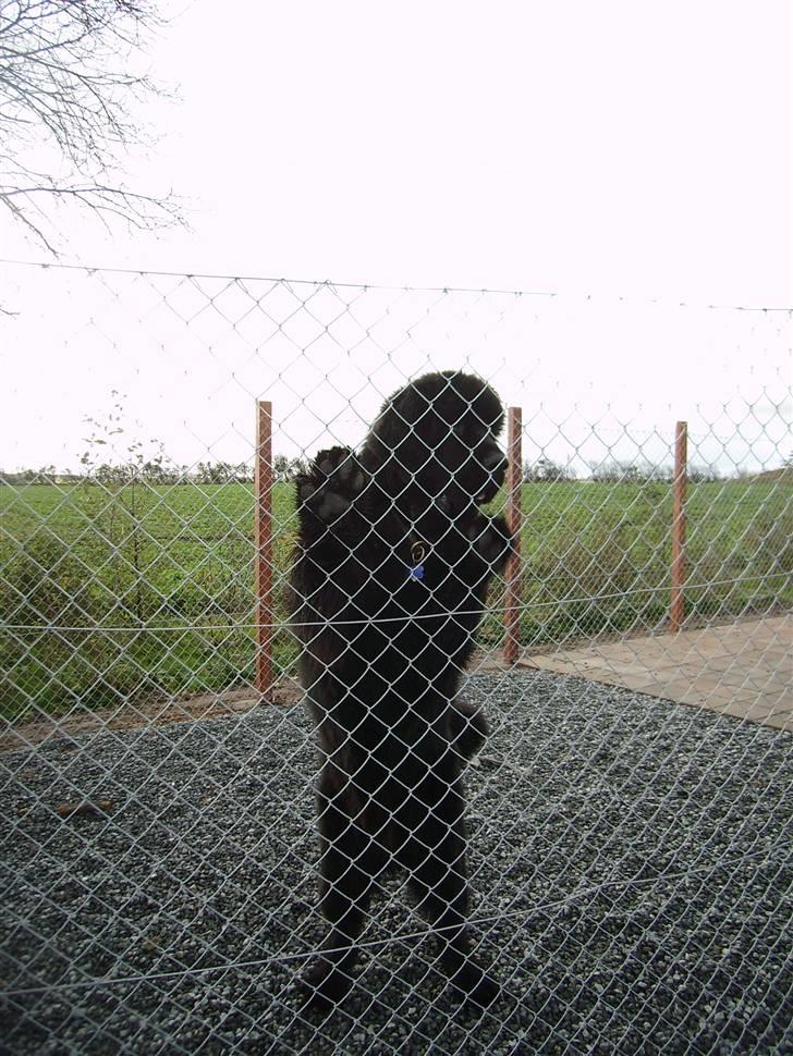 Newfoundlænder Buffas billede 16