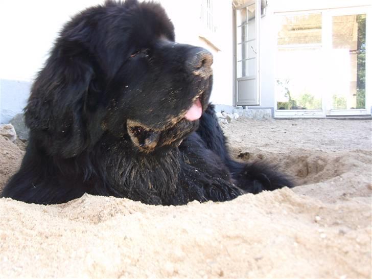 Newfoundlænder Buffas billede 17