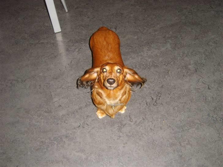 Gravhund mikkel <3 billede 7