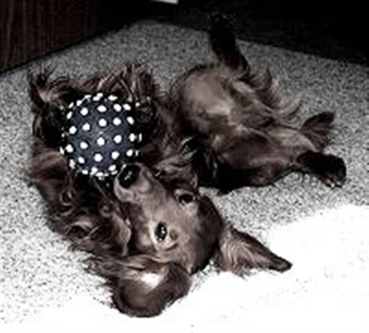 Gravhund mikkel <3 billede 8