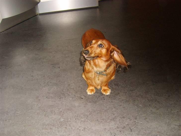 Gravhund mikkel <3 billede 9