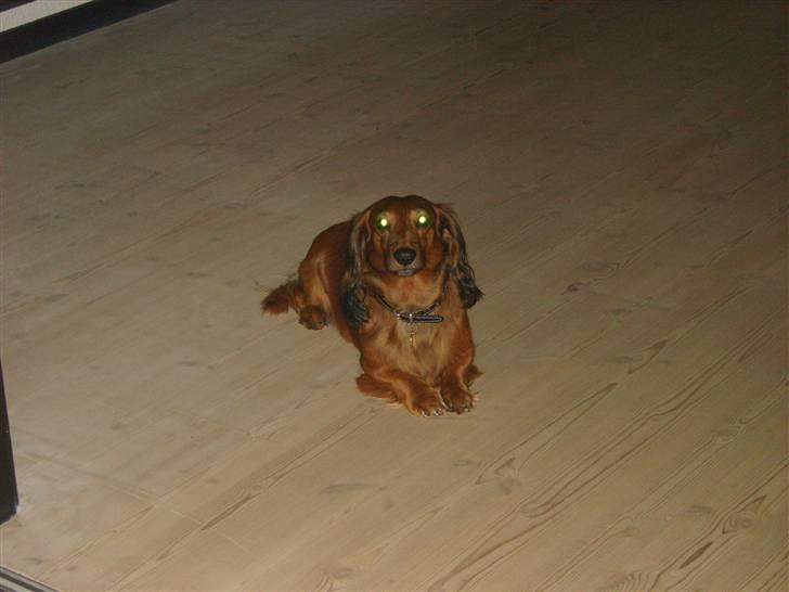 Gravhund mikkel <3 billede 10