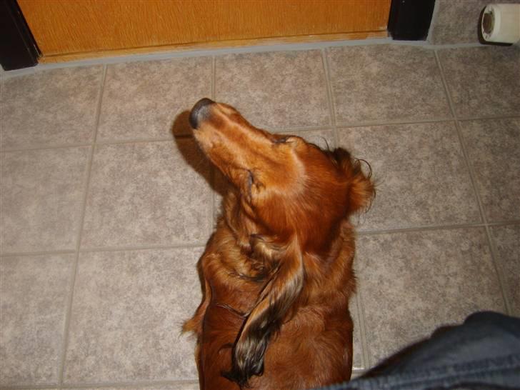 Gravhund mikkel <3 billede 11