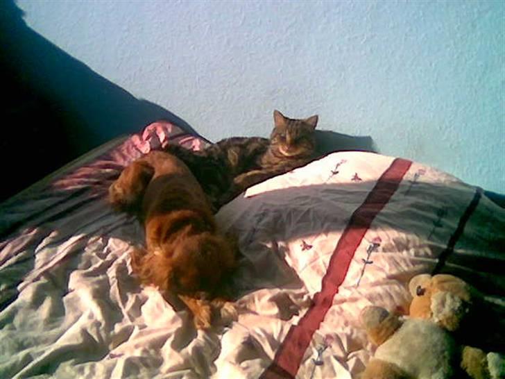 Cavalier king charles spaniel Dali (r.i.p 2008) billede 5