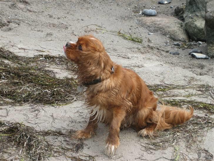 Cavalier king charles spaniel Dali (r.i.p 2008) billede 6