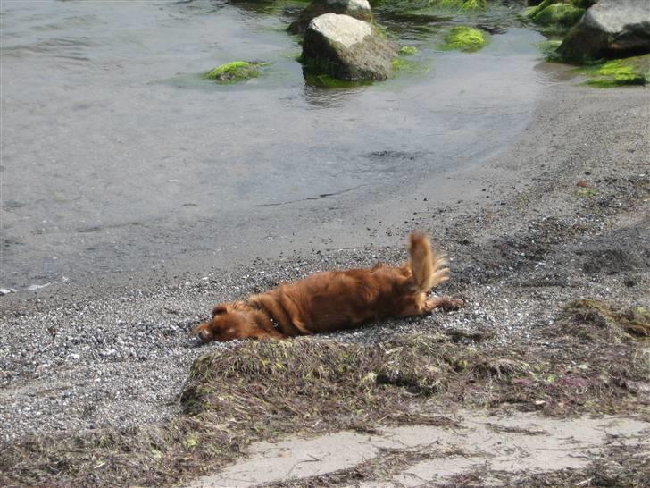 Cavalier king charles spaniel Dali (r.i.p 2008) billede 7