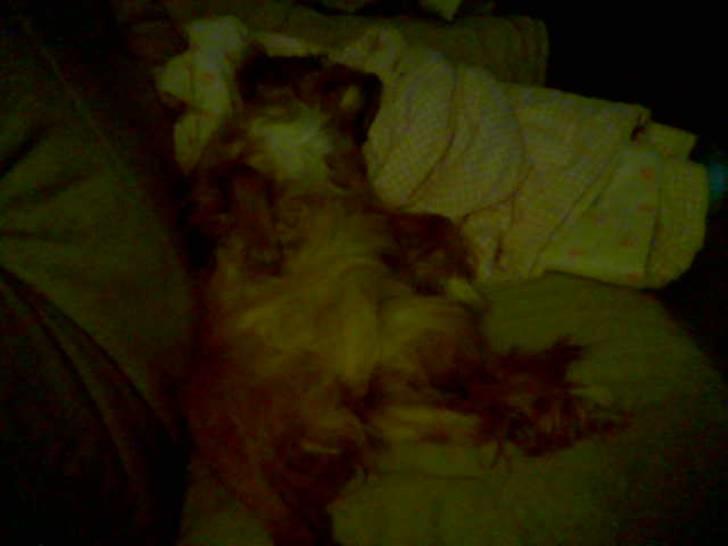 Cavalier king charles spaniel Dali (r.i.p 2008) billede 8