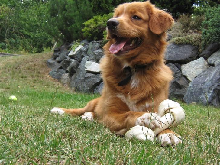 Nova scotia duck tolling retriever Tolkien billede 14