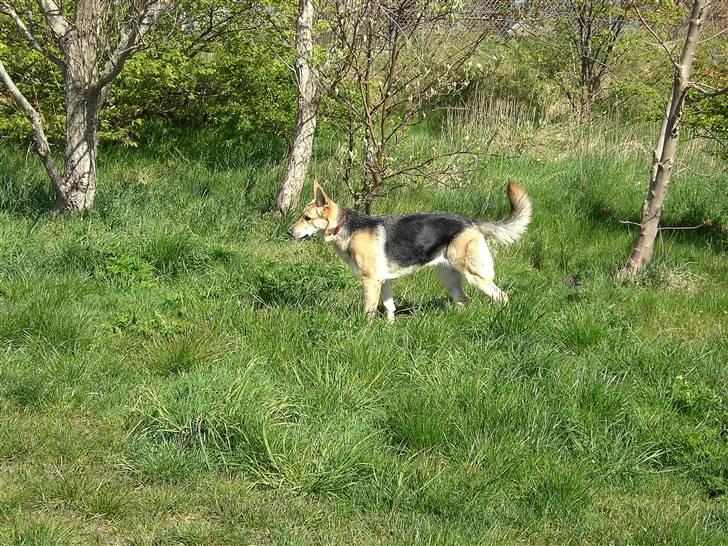 Schæferhund aika billede 10