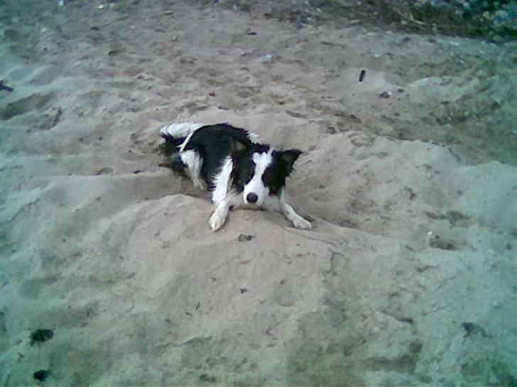 Border collie toby - Toby, sommeren 07 billede 4