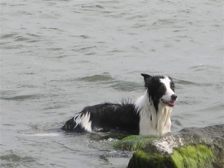 Border collie toby - Toby, på møn sommeren 06 billede 5