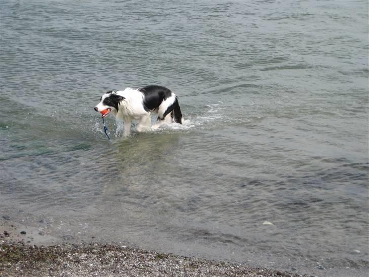 Border collie toby - Toby, møn 06 billede 6
