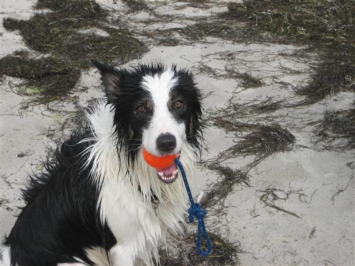 Border collie toby - Toby, møn 06 billede 7