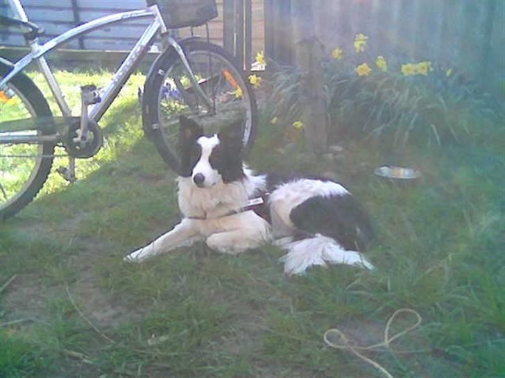 Border collie toby - Toby, i kolonihaven sommeren 07 billede 8