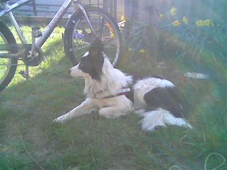 Border collie toby - Toby, kolonihaven 07 billede 9