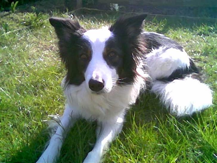 Border collie toby - Toby, sommeren 07 billede 10
