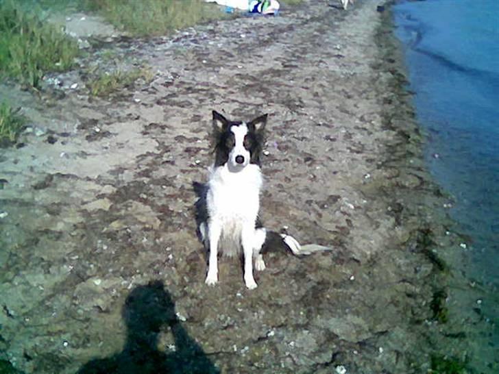 Border collie toby - Toby, våd dreng på stranden 07 billede 11