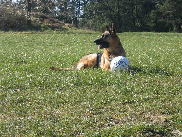Schæferhund Felia R.I.P. - Åh åhhhh...... de kommer nok og tager min boldt nu.... billede 10