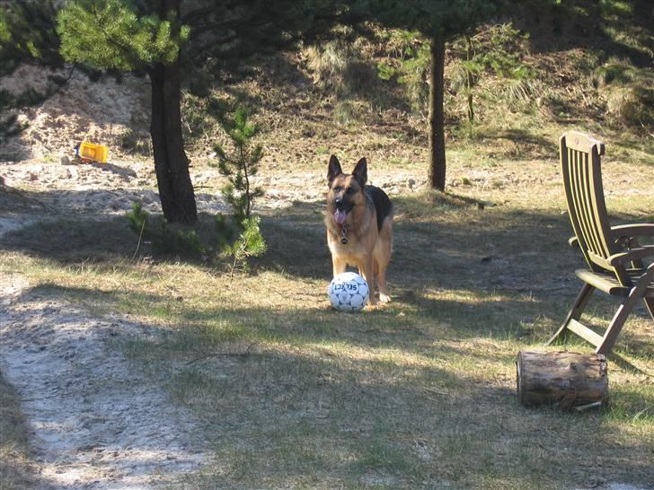 Schæferhund Felia R.I.P. - Skal vi lege siger du????? billede 11