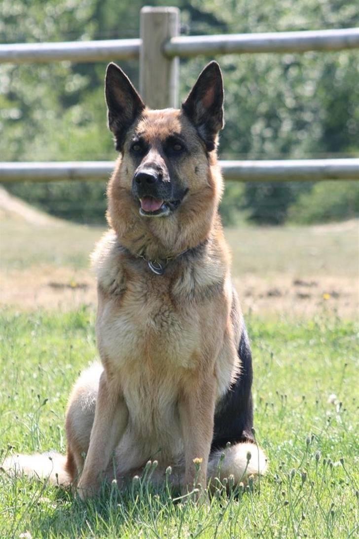 Schæferhund Felia R.I.P. billede 12