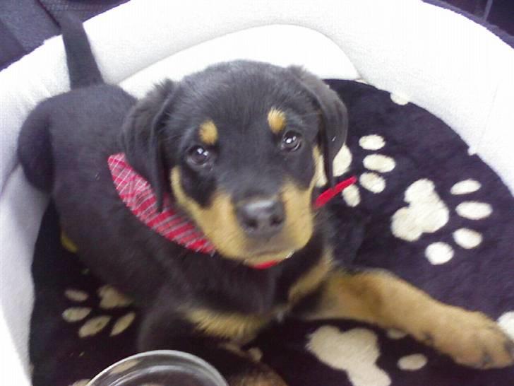 Rottweiler Chilli - ingen er så dejlig som min lille guld klump billede 17
