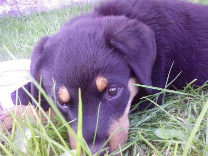 Rottweiler Chilli - DU ER OG VIL ALTID VÆRE EN DEL AF MIG. EVIGT billede 18