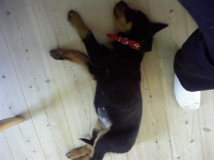 Rottweiler Chilli - DU ER OG VIL ALTID VÆRE EN DEL AF MIG. EVIGT billede 19