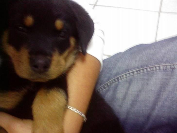 Rottweiler Chilli - DU ER OG VIL ALTID VÆRE EN DEL AF MIG. EVIGT billede 20