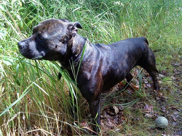 Amerikansk staffordshire terrier Beti billede 18