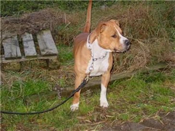 Amerikansk staffordshire terrier Baloo billede 9