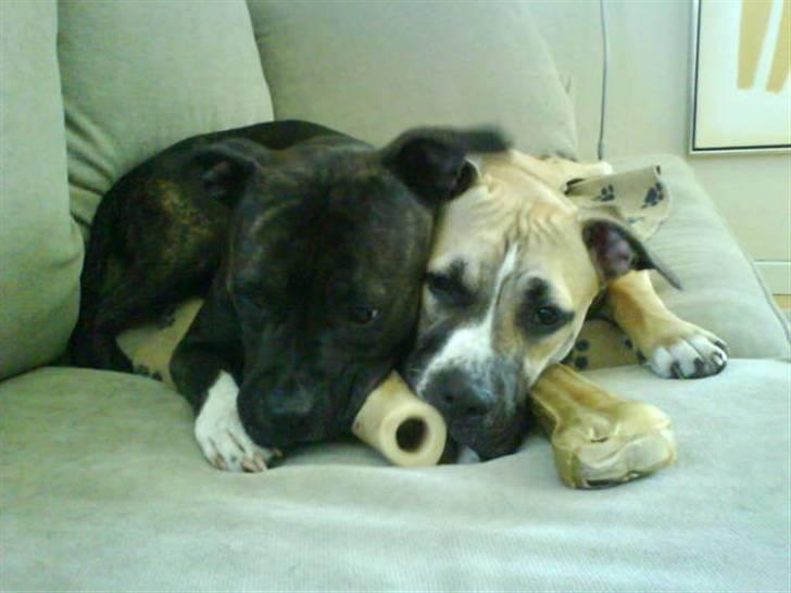 Amerikansk staffordshire terrier Beti billede 19