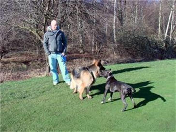 Amerikansk staffordshire terrier Beti billede 20