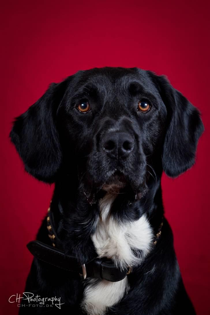 Blanding af racer lab/engelskspringer Lucky billede 1