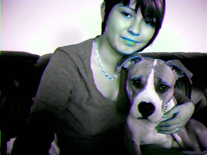 Amerikansk staffordshire terrier Baby R.I.P * Beverfis billede 7