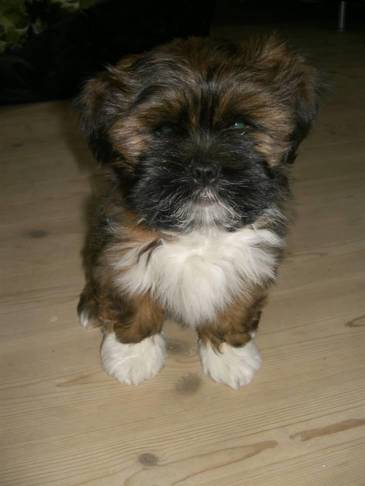 Lhasa apso Otto Fabricius Leisner billede 1