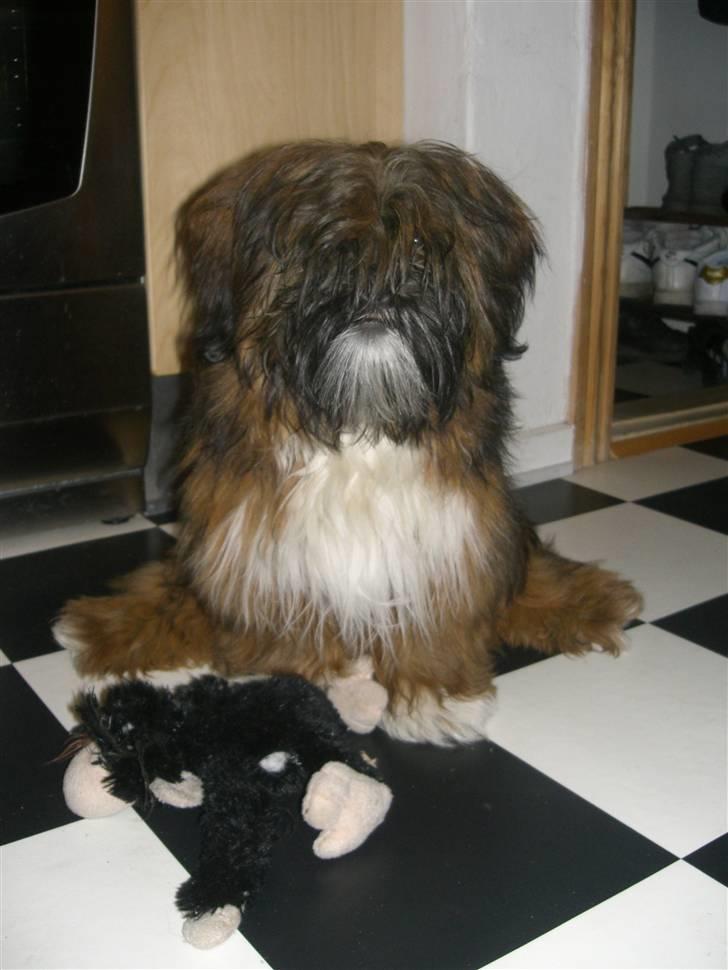 Lhasa apso Otto Fabricius Leisner billede 3