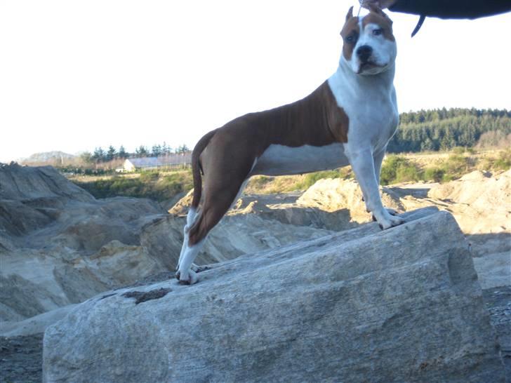 Amerikansk staffordshire terrier ¤GIULY¤ billede 12