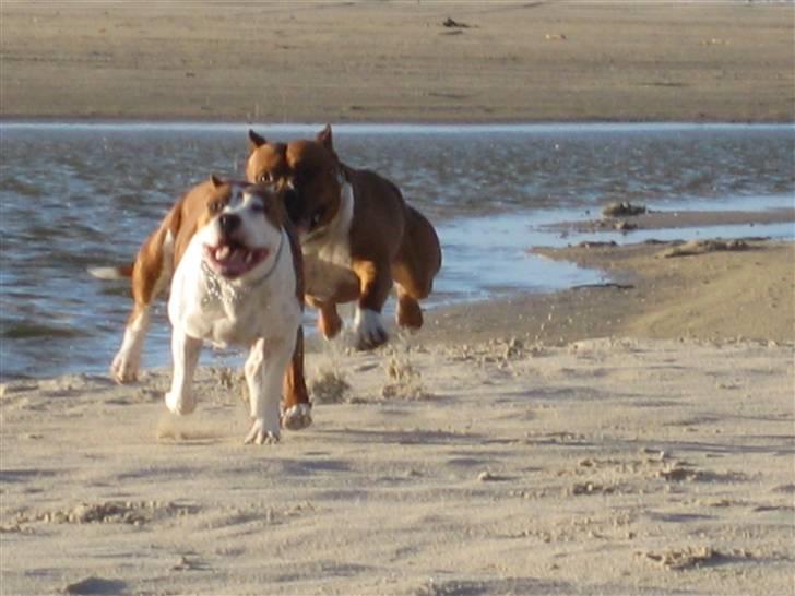 Amerikansk staffordshire terrier ¤GIULY¤ billede 13