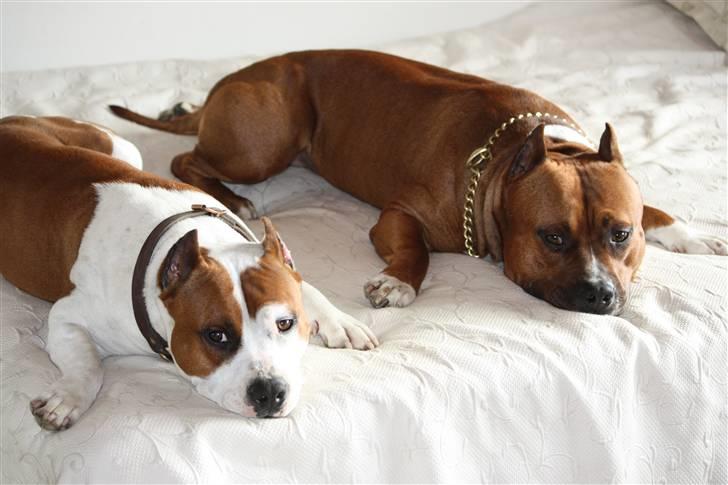 Amerikansk staffordshire terrier ¤GIULY¤ billede 14