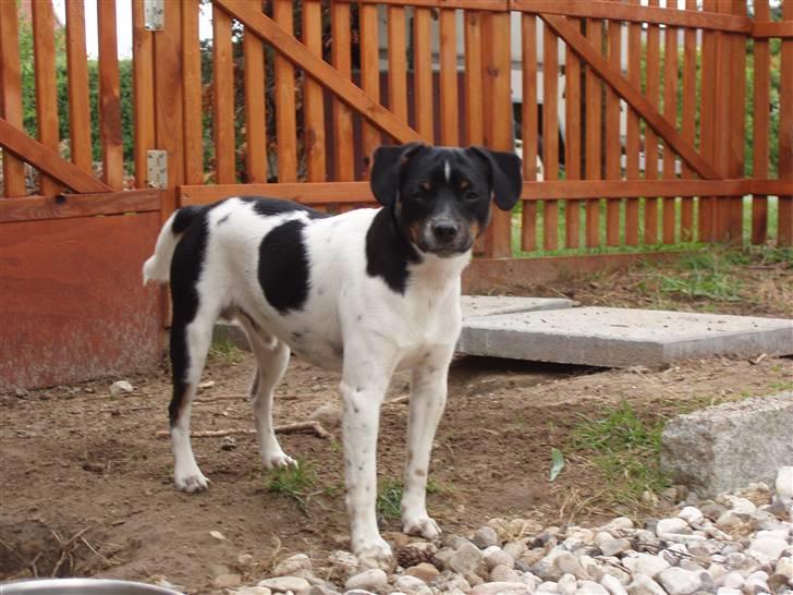 Dansk svensk gaardhund Anton  - jeg er helt cool billede 18