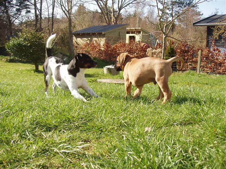 Dansk svensk gaardhund Anton  - Hva så drengerøv??? er du til noget??  billede 19